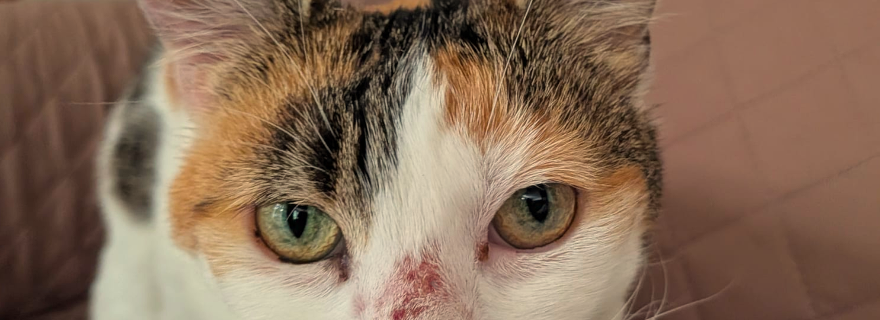 cute cat.